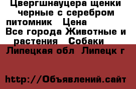 Цвергшнауцера щенки черные с серебром питомник › Цена ­ 30 000 - Все города Животные и растения » Собаки   . Липецкая обл.,Липецк г.